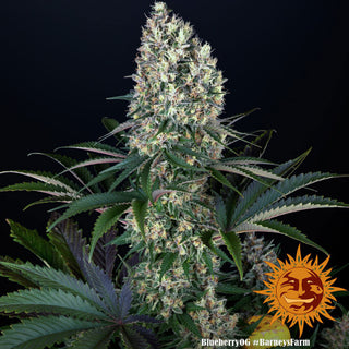 BARNEY'S FARM - Blueberry OG - 3 seeds