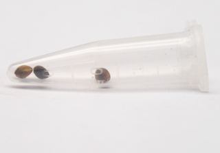 Freigeist Seeds - Autoflowering Blueberry - 3 Seeds