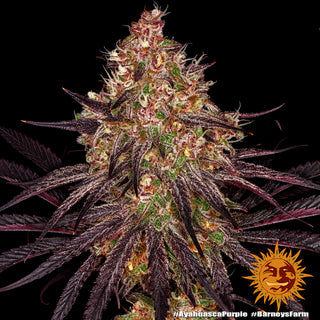 BARNEY'S FARM - Ayahuasca purple - 3 seeds