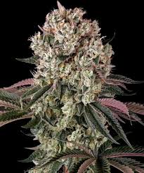 BARNEY'S FARM - Glookies - 3 seeds