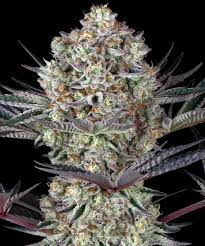 BARNEY'S FARM - Dos Si Dos 33 - 3 seeds