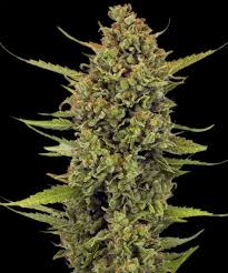 BARNEY'S FARM - Acapulco Gold - 3 seeds