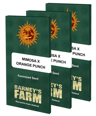 BARNEY'S FARM - Mimosa x Orange Punch - 3 seeds