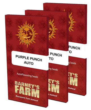 BARNEY'S FARM - Purple Punch Auto - 3 seeds