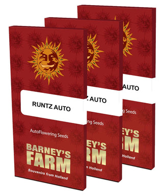 BARNEY'S FARM - Runtz Auto - 3 seeds